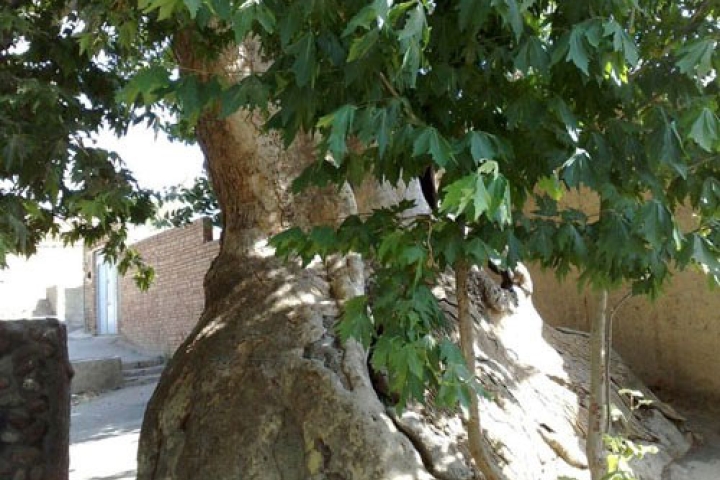 درخت چنار نزد ایرانیان مقدس است